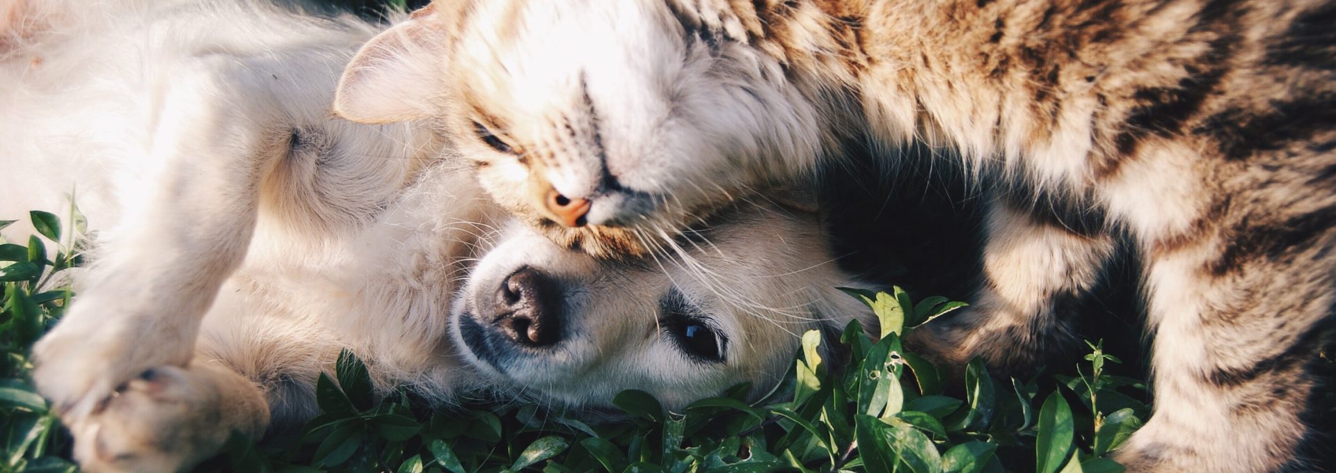 white dog and gray cat hugging each other on grass