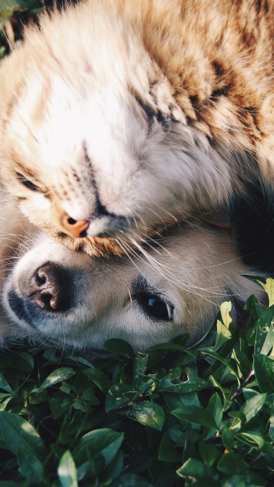 white dog and gray cat hugging each other on grass